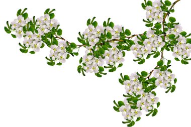 Beyaz armut çiçek şube 