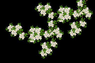 Beyaz armut çiçek şube 