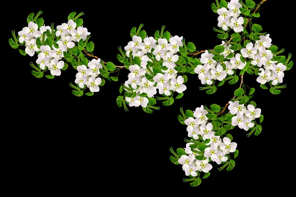 Beyaz armut çiçek şube 