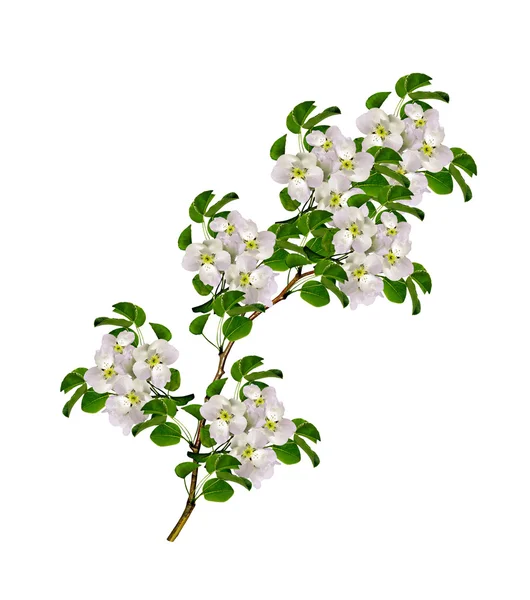 Rama de flores de pera blanca — Foto de Stock