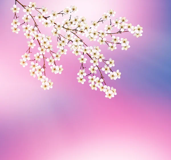 Cereza floreciente. Jardín con flores de primavera . — Foto de Stock