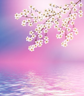  Çiçekli kiraz. Bahar çiçekli Bahçe.