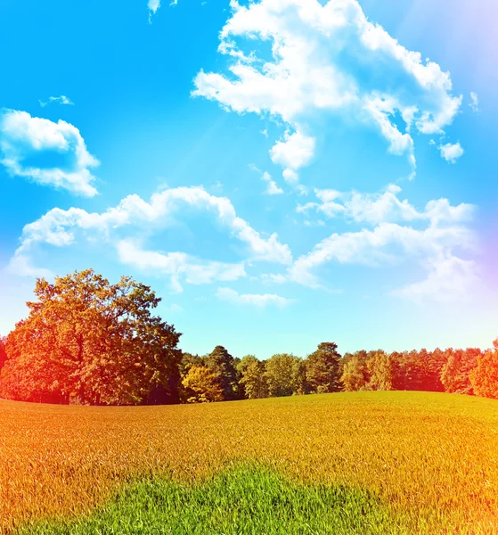 Bomen op een achtergrond van blauwe lucht met wolken — Stockfoto