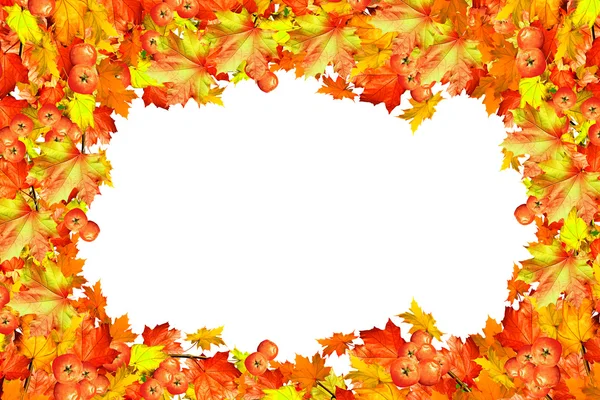 秋天的树叶。金色的秋天. — Stockfoto
