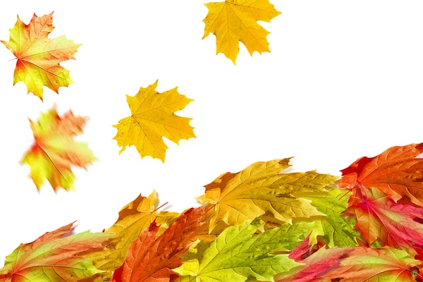 Осенняя листва. Золотая осень. Индийское лето — стоковое фото