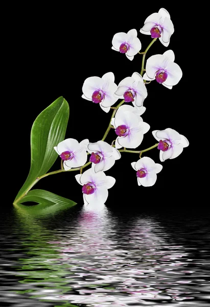 Delikatne kwiaty orchidei na białym tle na czarnym tle. — Zdjęcie stockowe