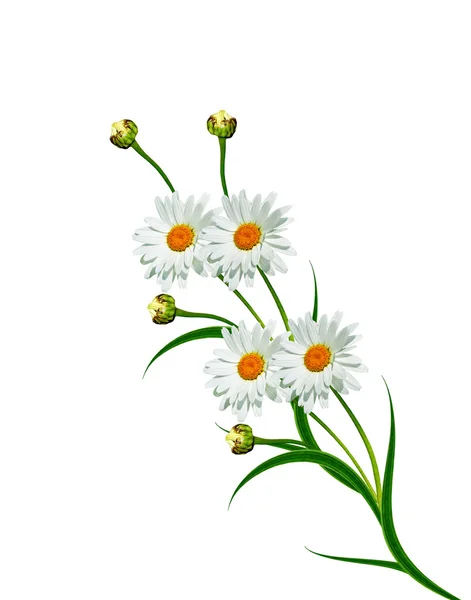 Daisies summer white flower isolated on white background — Stock Photo, Image