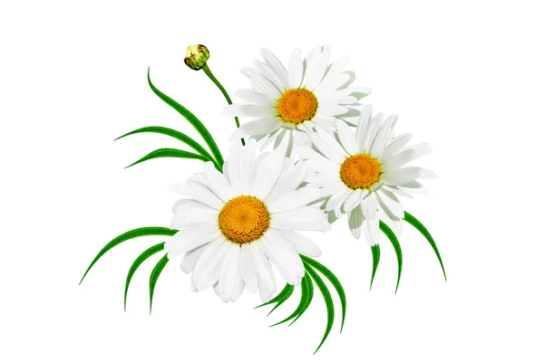 Daisies summer white flower isolated on white background. — Stock Photo, Image