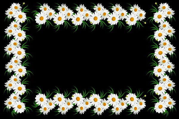 Daisies summer white flower isolated on black background. — Stock Photo, Image