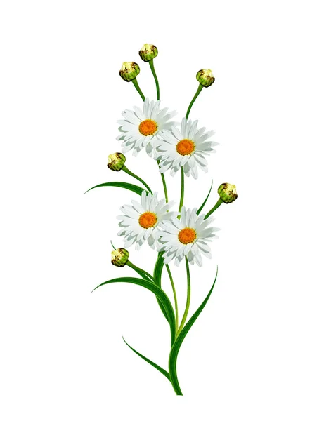 Daisies summer white flower isolated on white background — Stock Photo, Image