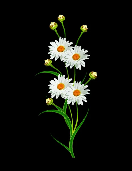 Daisies summer white flower isolated on black background. — Stock Photo, Image