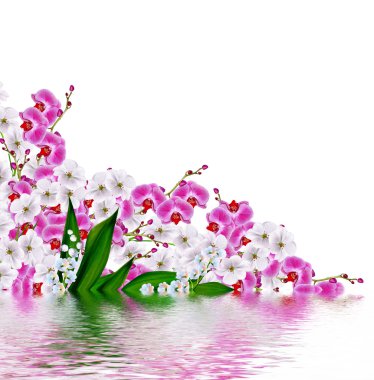  çiçekler lily vadi