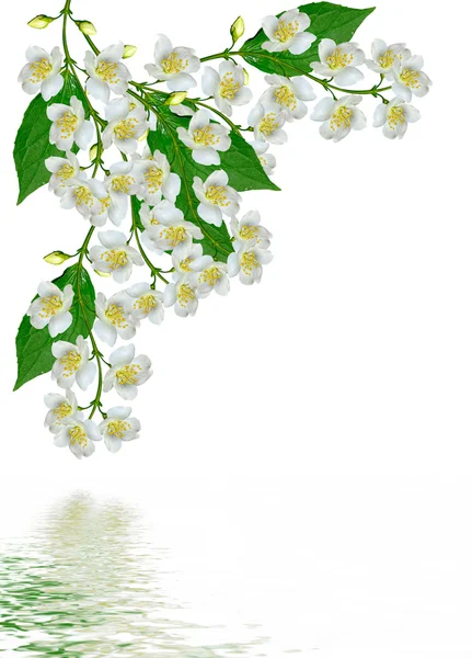 Білі квіти однолітні . — стокове фото