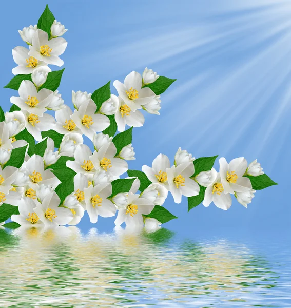 O ramo flores de primavera delicadas — Fotografia de Stock
