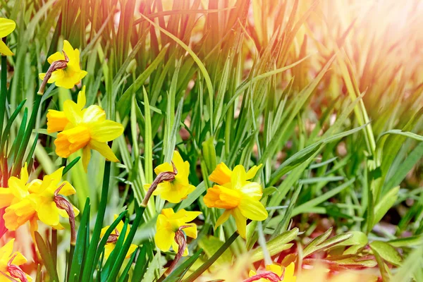 Schöne Frühlingsblumen Narzissen. gelbe Blüten. — Stockfoto