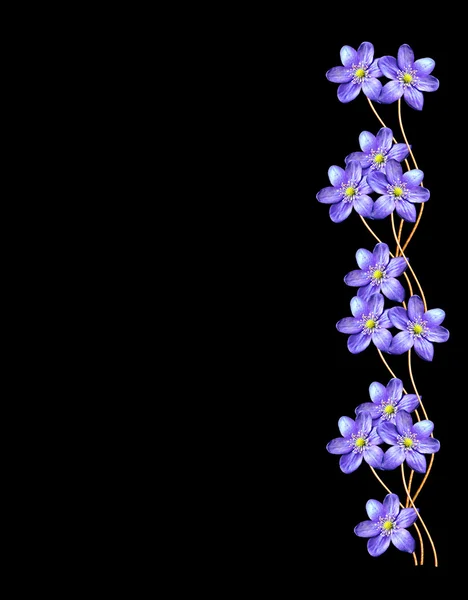 Tavaszi virágok hóvirág elszigetelt fekete háttér — Stock Fotó