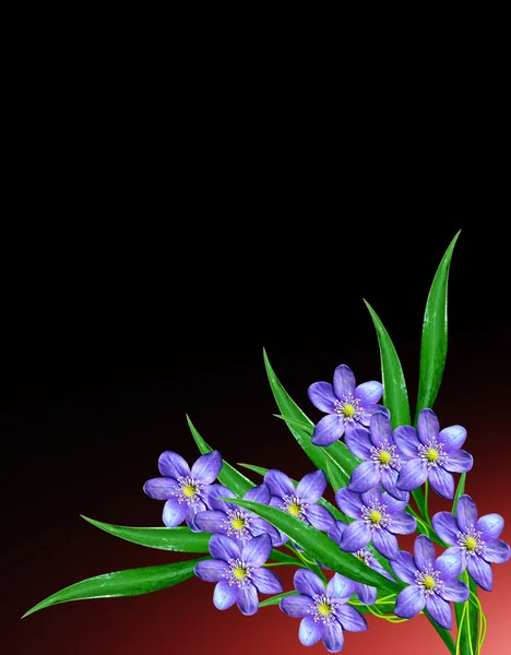 Frühling Blumen Schneeglöckchen isoliert auf schwarzem Hintergrund — Stockfoto