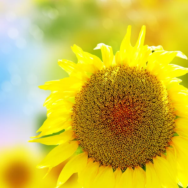 Krásné slunečnice pole v létě — Stock fotografie