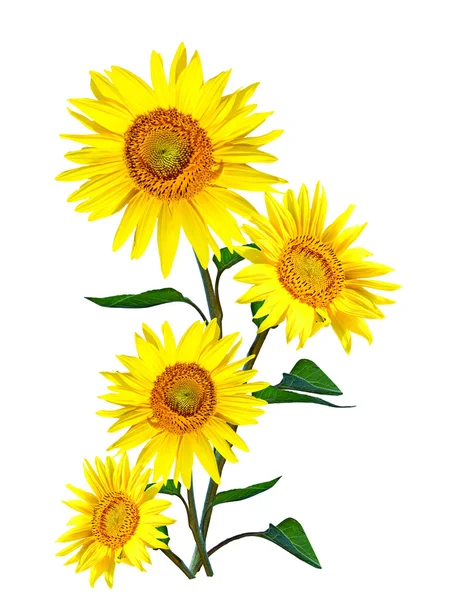 Beautiful sunflower isolated on a white background — Stock Photo, Image