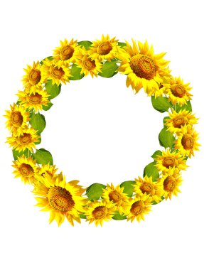 Beyaz bir arka plan üzerinde izole güzel ayçiçeği