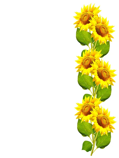 Beautiful sunflower isolated on a white background — Stock Photo, Image