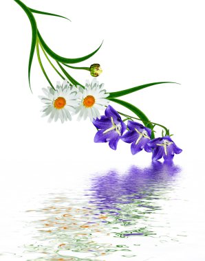 Beyaz arka planda izole edilmiş papatyalar.