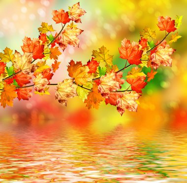 herfst gebladerte. Gouden herfst. 