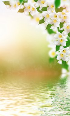 Beyaz Yasemin çiçeği. 