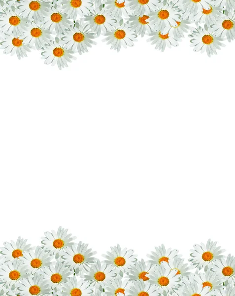 Marguerites été fleur blanche isolée sur fond blanc. — Photo