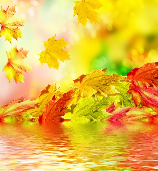 Fogliame autunnale. Autunno d'oro. Estate indiana — Foto Stock