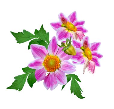 Beyaz arka plan üzerinde izole dahlias çiçekler.