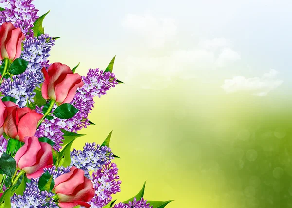 Die Knospen der Blumen Rosen. — Stockfoto