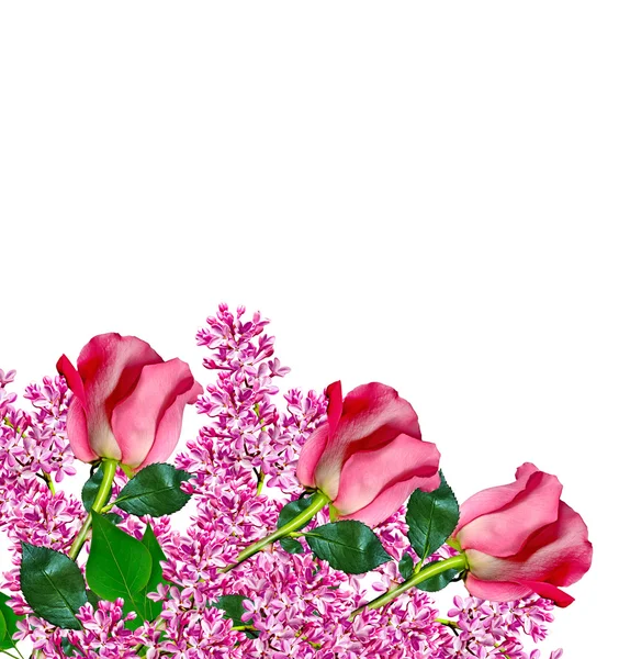 Die Knospen der Blumen Rosen. — Stockfoto