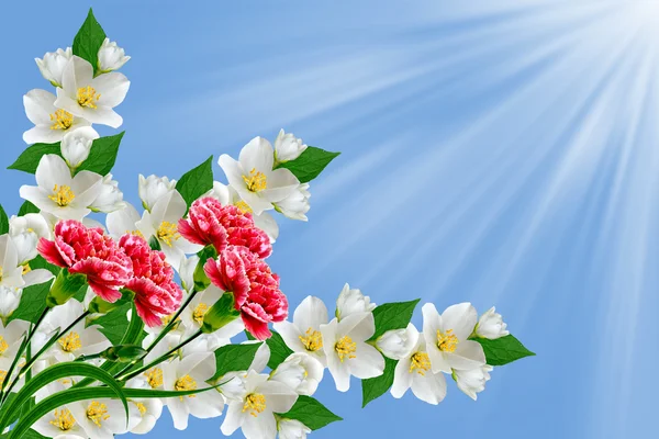 Gałąź delikatne wiosenne kwiaty — Zdjęcie stockowe