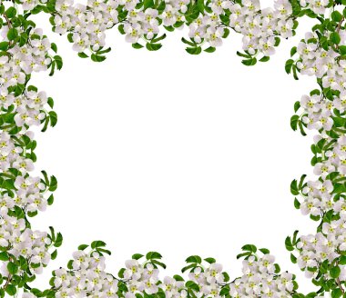 izole beyaz zemin üzerine beyaz elma çiçek şube.