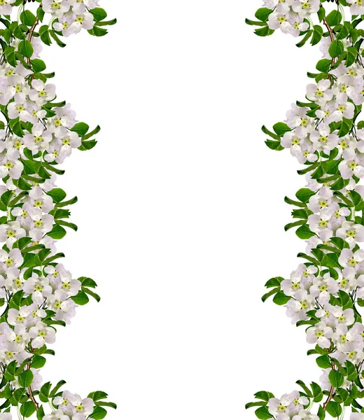 Maçã branca flores ramo isolado no fundo branco . — Fotografia de Stock