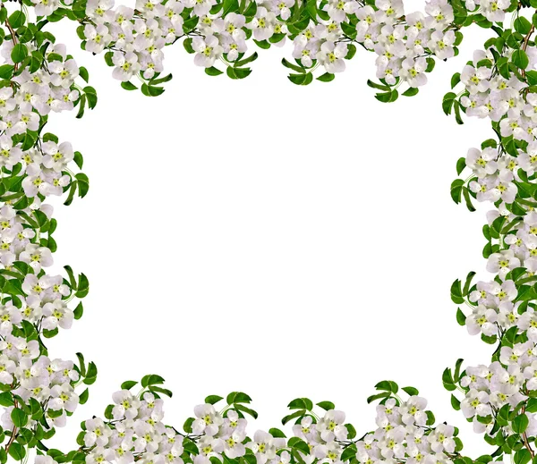 Weiße Apfelblüten Zweig isoliert auf weißem Hintergrund. — Stockfoto