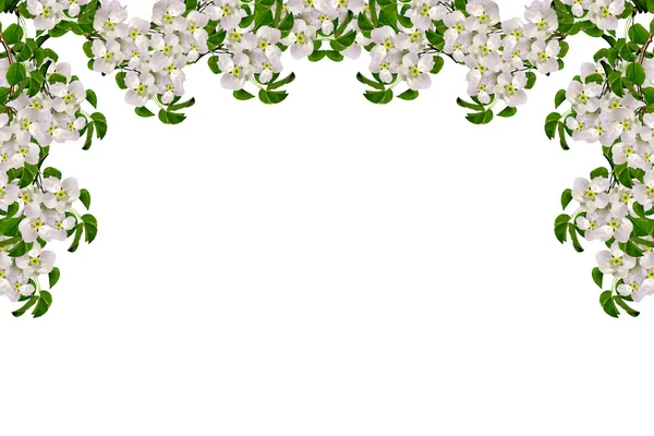 Białe jabłka gałąź kwiaty na białym tle. — Zdjęcie stockowe