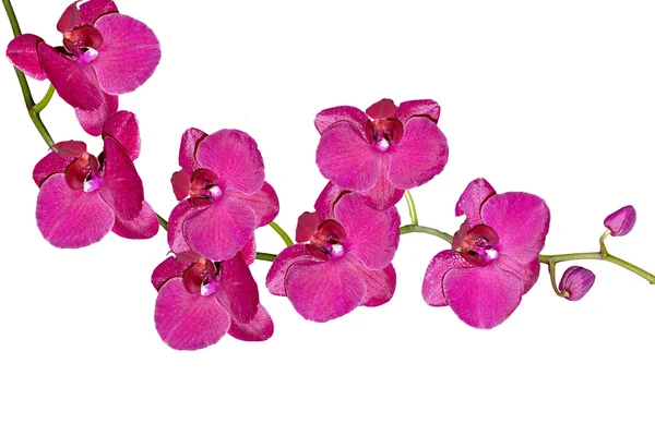 Orchidej květiny izolované na bílém pozadí — Stock fotografie