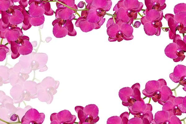 Orchidej květiny izolované na bílém pozadí — Stock fotografie