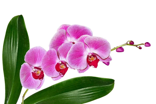 Orchidea kwiat izolowane na białym tle — Zdjęcie stockowe