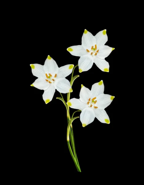 Spring flowers snowdrops isolated on black background — Stock Photo, Image