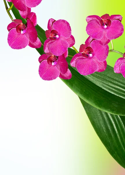 Kolorowe kwiaty orchidei. Piękne kwiaty orchidei. — Zdjęcie stockowe