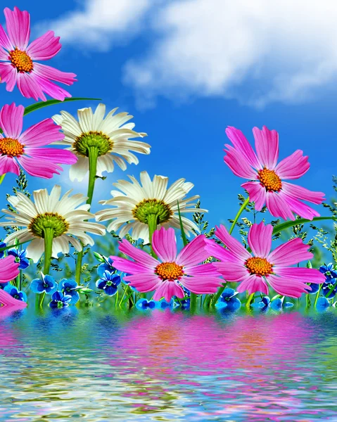 Margaridas de flores silvestres. Paisagem verão . — Fotografia de Stock