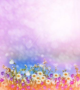 Arka planını çiçekler. Papatya alan. 