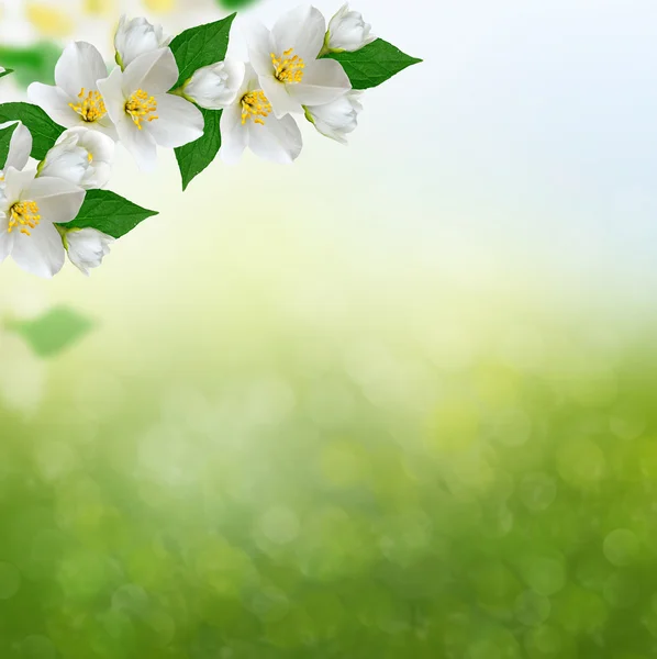 Fiore di gelsomino bianco . — Foto Stock