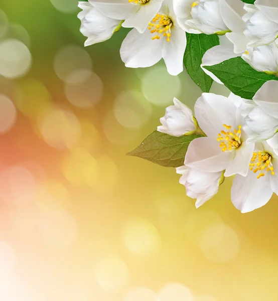 Witte jasmijn bloem. — Stockfoto