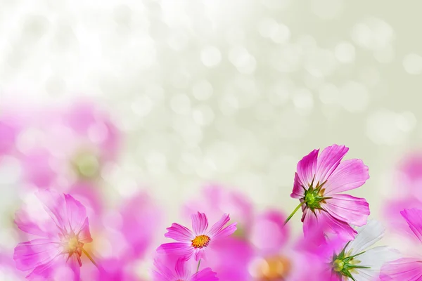 Flores cosmos rosa e branca . — Fotografia de Stock