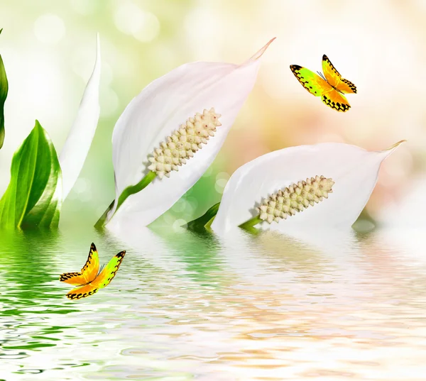 Paisaje de verano. Flores blancas delicadas Spathiphyllum . — Foto de Stock