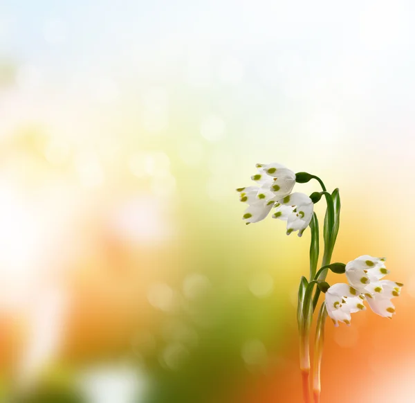 Jarní krajina. květiny sněženky — Stock fotografie
